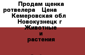 Продам щенка ротвелера › Цена ­ 4 000 - Кемеровская обл., Новокузнецк г. Животные и растения » Собаки   . Кемеровская обл.,Новокузнецк г.
